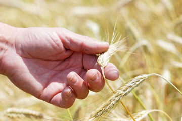 céréale triticale