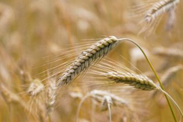 c&eacute;r&eacute;ale triticale