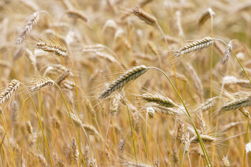 céréale triticale