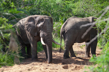 African elephant in the Kruger National Park, South Africa
