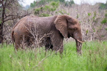 African elephant in the Kruger National Park, South Africa

