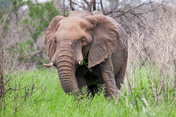 African elephant in the Kruger National Park, South Africa
