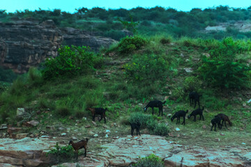 A group of black goats graze on a grassy rocky slope in Badami, Karnataka, India, with cliffs in...