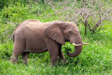 African elephant in the Kruger National Park, South Africa

