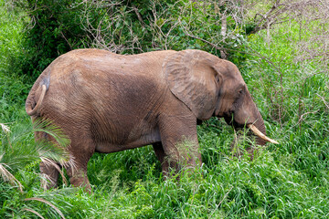 African elephant in the Kruger National Park, South Africa
