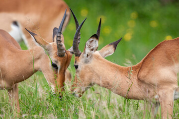 Impala Antelopes in the Kruger National Park, South Africa