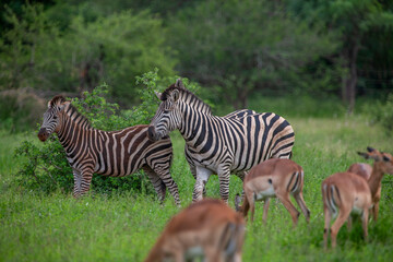 Zebras in the Kruger National Park, South Africa