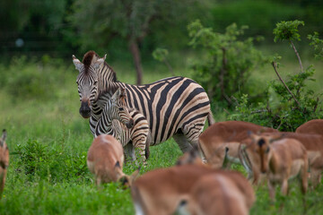 Zebras in the Kruger National Park, South Africa