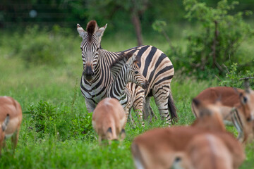 Zebras in the Kruger National Park, South Africa