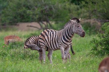 Zebras in the Kruger National Park, South Africa