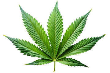 Cannabis Leaf Detailed Close-Up of Marijuana Foliage