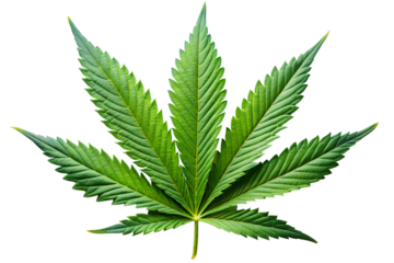 Cannabis Leaf Detailed Close-Up of Marijuana Foliage