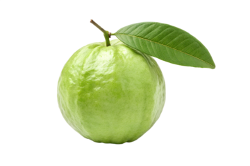 Fresh Green Guava Fruit with Leaf Healthy Tropical Treat