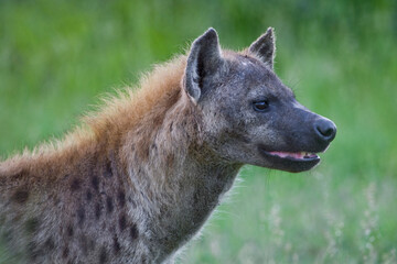 Spotted Hyena in the Kruger National Park, South Africa