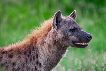 Spotted Hyena in the Kruger National Park, South Africa