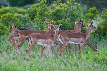 Impala Antelopes in the Kruger National Park, South Africa