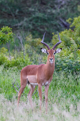 Impala Antelope in the Kruger National Park, South Africa