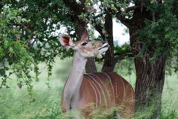 Greater Kudu antelope in the Kruger National Park, South Africa