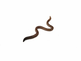 Eathworm (Lumbricus terrestris) isolated on white background