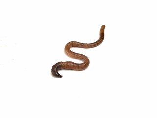 Eathworm (Lumbricus terrestris) isolated on white background 