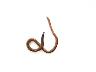 Eathworm (Lumbricus terrestris) isolated on white background 