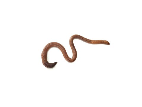 Eathworm (Lumbricus terrestris) isolated on white background 