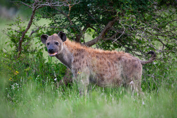 Spotted Hyena in the Kruger National Park, South Africa