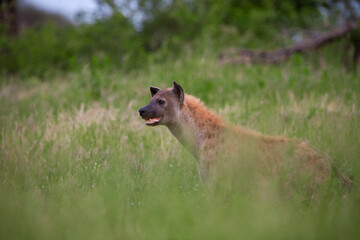 Spotted Hyena in the Kruger National Park, South Africa