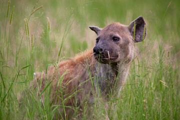 Spotted Hyena in the Kruger National Park, South Africa