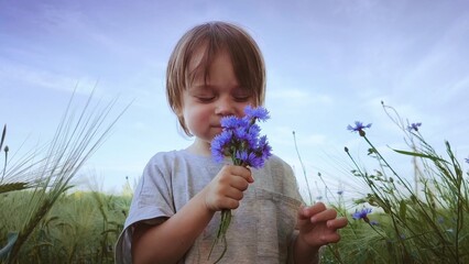 cute little boy in a wheat field in the summer, smelling the wildflowers and admiring their beauty....
