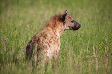 Spotted Hyena in the Kruger National Park, South Africa
