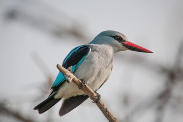 African roller in the Kruger National Park, South Africa