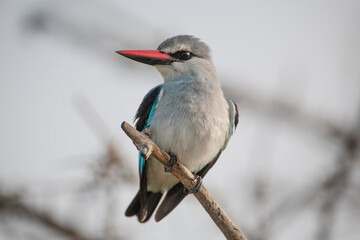 African roller in the Kruger National Park, South Africa