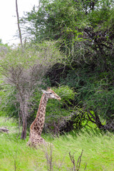 Giraffe in the Kruger National Park, South Africa