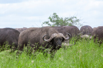 African buffalo in the Kruger National Park, South Africa