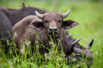 African buffalo in the Kruger National Park, South Africa