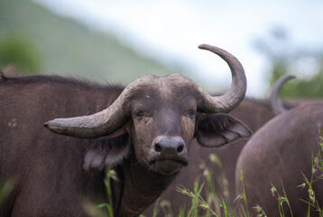 African buffalo in the Kruger National Park, South Africa