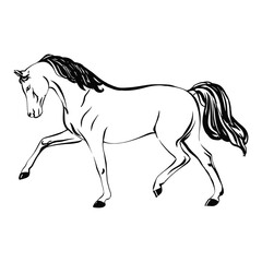 horse vector illustration Hand drawn sketch line drawing