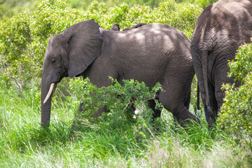 African elephant in the Kruger National Park, South Africa
