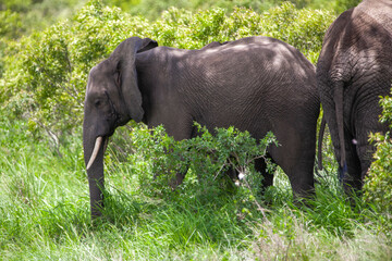 African elephant in the Kruger National Park, South Africa
