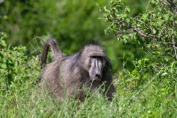 Baboon in the Kruger National Park, South Africa