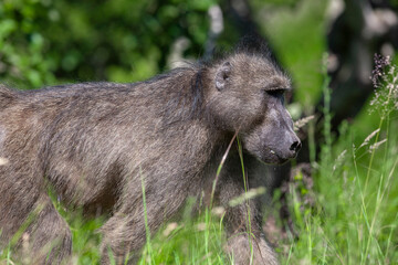 Baboon in the Kruger National Park, South Africa