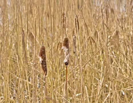  bulrush reed maces in the marsh - typha