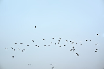 Flock of northern lapwings in flight on a blue sky, view from below - Vanellus vanellus 