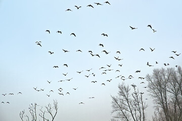 Formation of geese in flight over foggy bare winter trees in bourgoyen nature reserve, Ghent, Flanders, Belgium - branta canadensis 