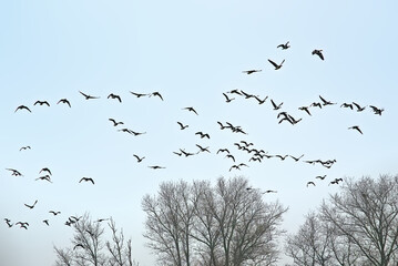 Formation of geese in flight over foggy bare winter trees in bourgoyen nature reserve, Ghent, Flanders, Belgium - branta canadensis 