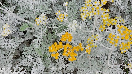 한국 야외 식물 백묘국