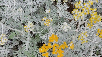 한국 야외 식물 백묘국