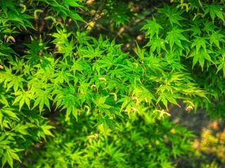 신선한 자연식물 녹색 잎사귀 