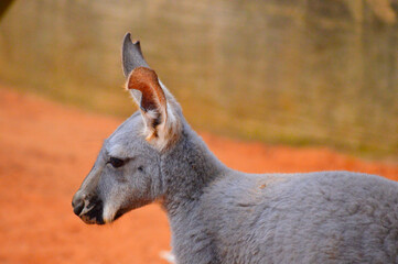 common wallaroo close up 